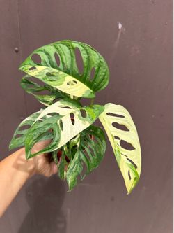Xl Adansonii Japanese tricolor