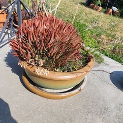 Large Ceramic Planter With Succulent 