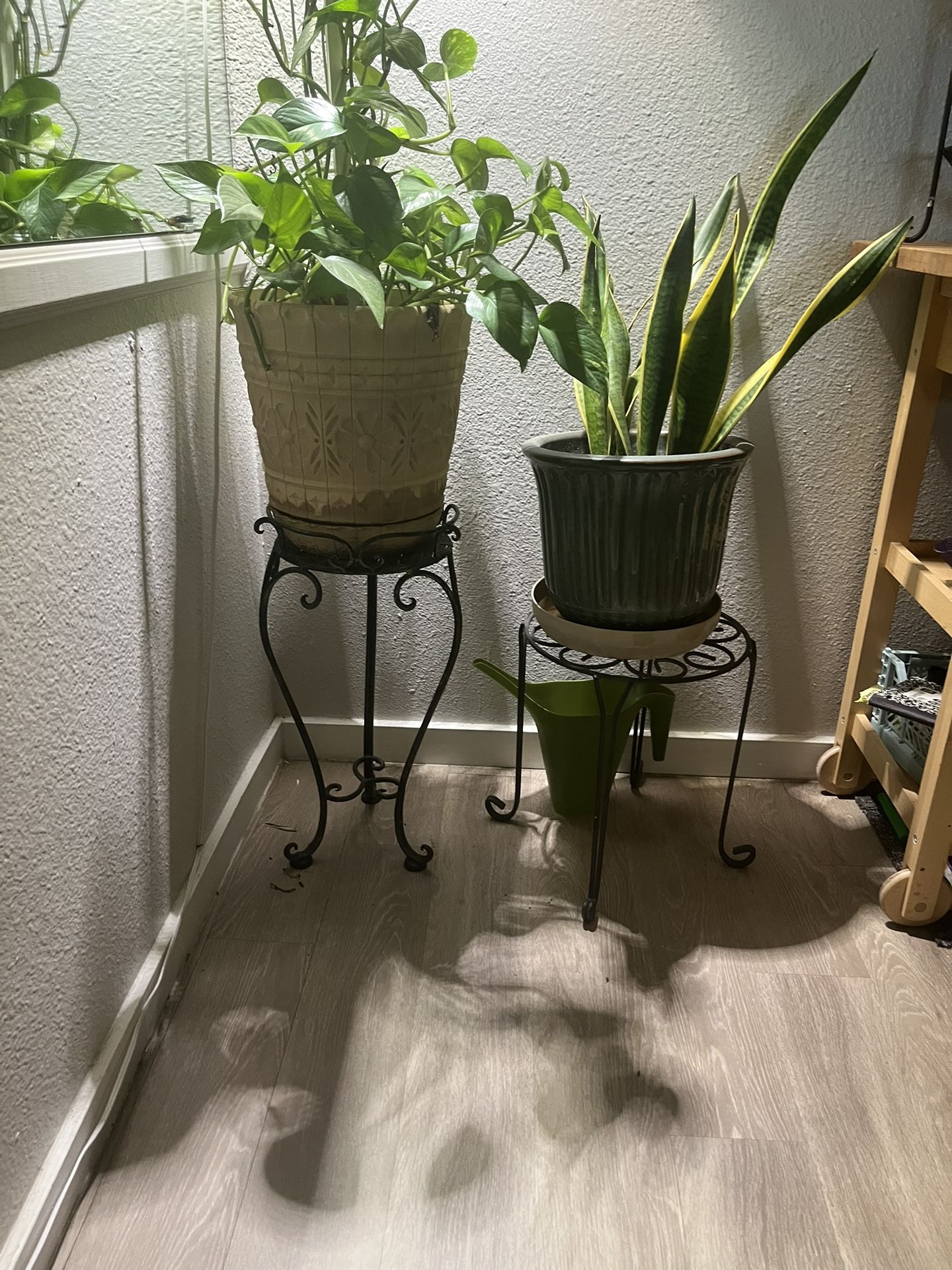 Lot Of 5 - Large House Plants