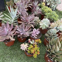Variety Of Succulents Plants 