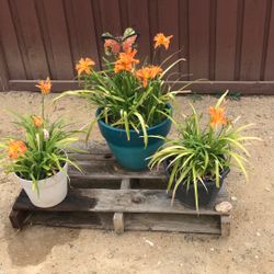 Day Lily’s 