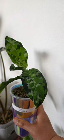🌿 Aglaonema Pictum Tricolor (C)