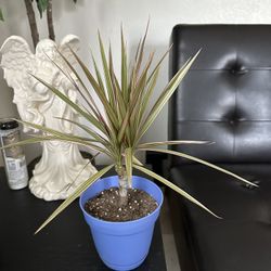 Plants For Sale 