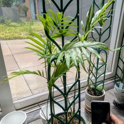 Palm Plant + 6in Pot