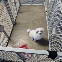 Dog Playpen 