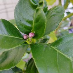 Mexican Lime Bush