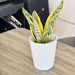 A White Ceramic Pot With Sensevieria Plant