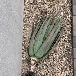 Aloe Vera