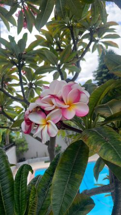 Plumerias (White, Light Pink, Dark Pink, Deep reds)