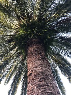6.5 ft circumference Canary island date palm tree for sale