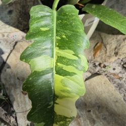 Variegated Ring Of Fire Philodendron Plant