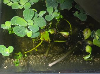Tilapia.