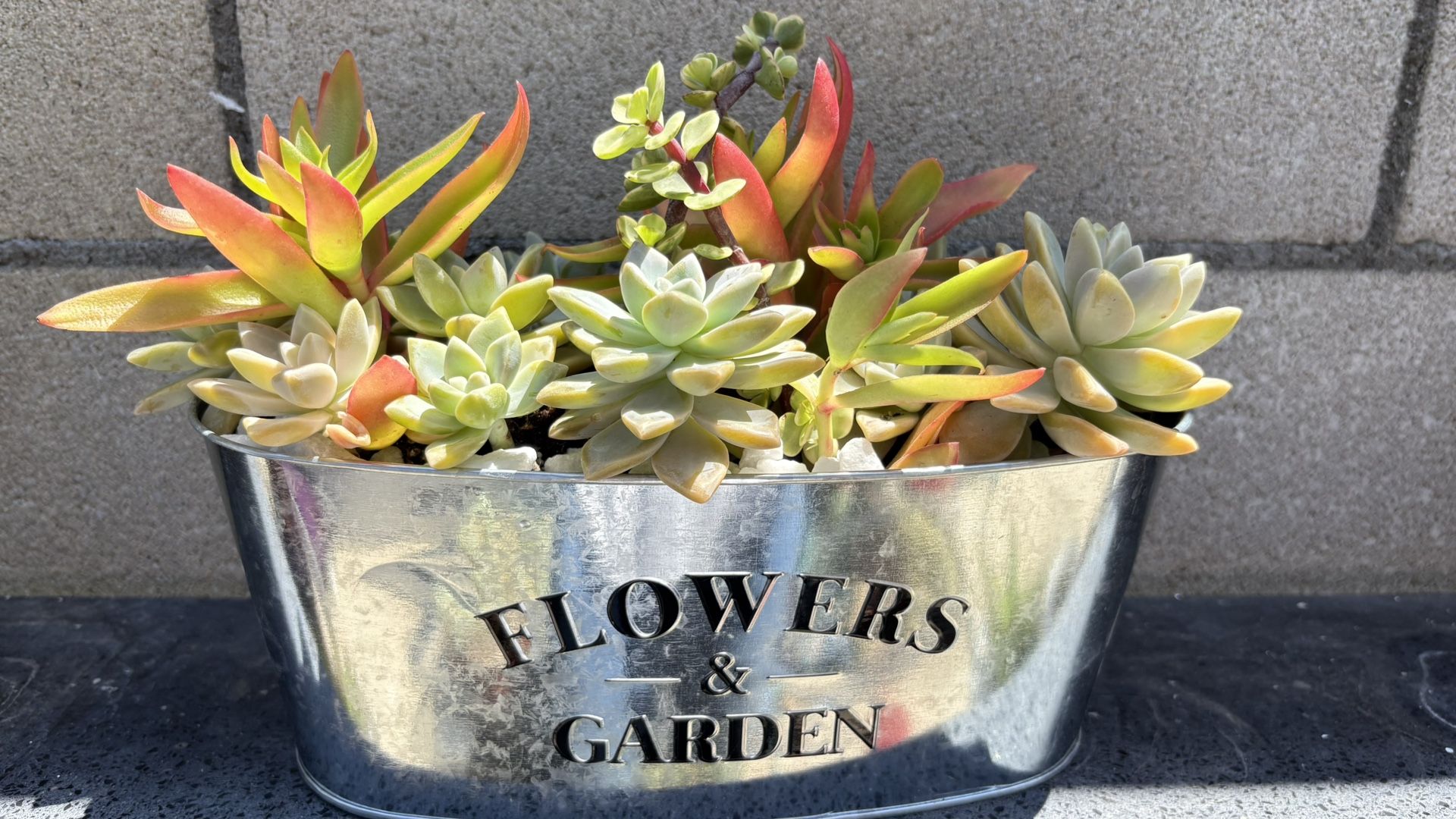 Succulent Arrangements