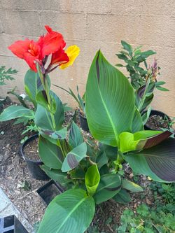 cana Lily