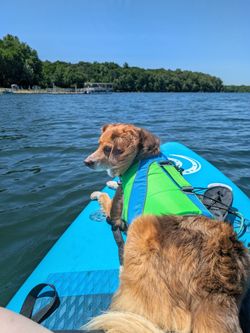 Stand Up Paddle Board