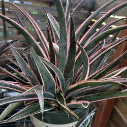 Snow Leopard Spotted Mangave