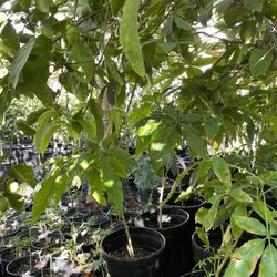 Sapote Blanco