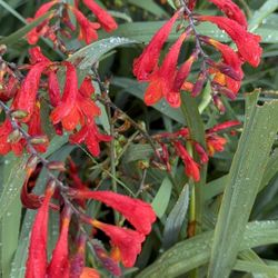 Crocosmia – 1 Gallon Pot