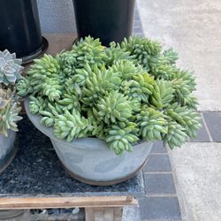 Succulent