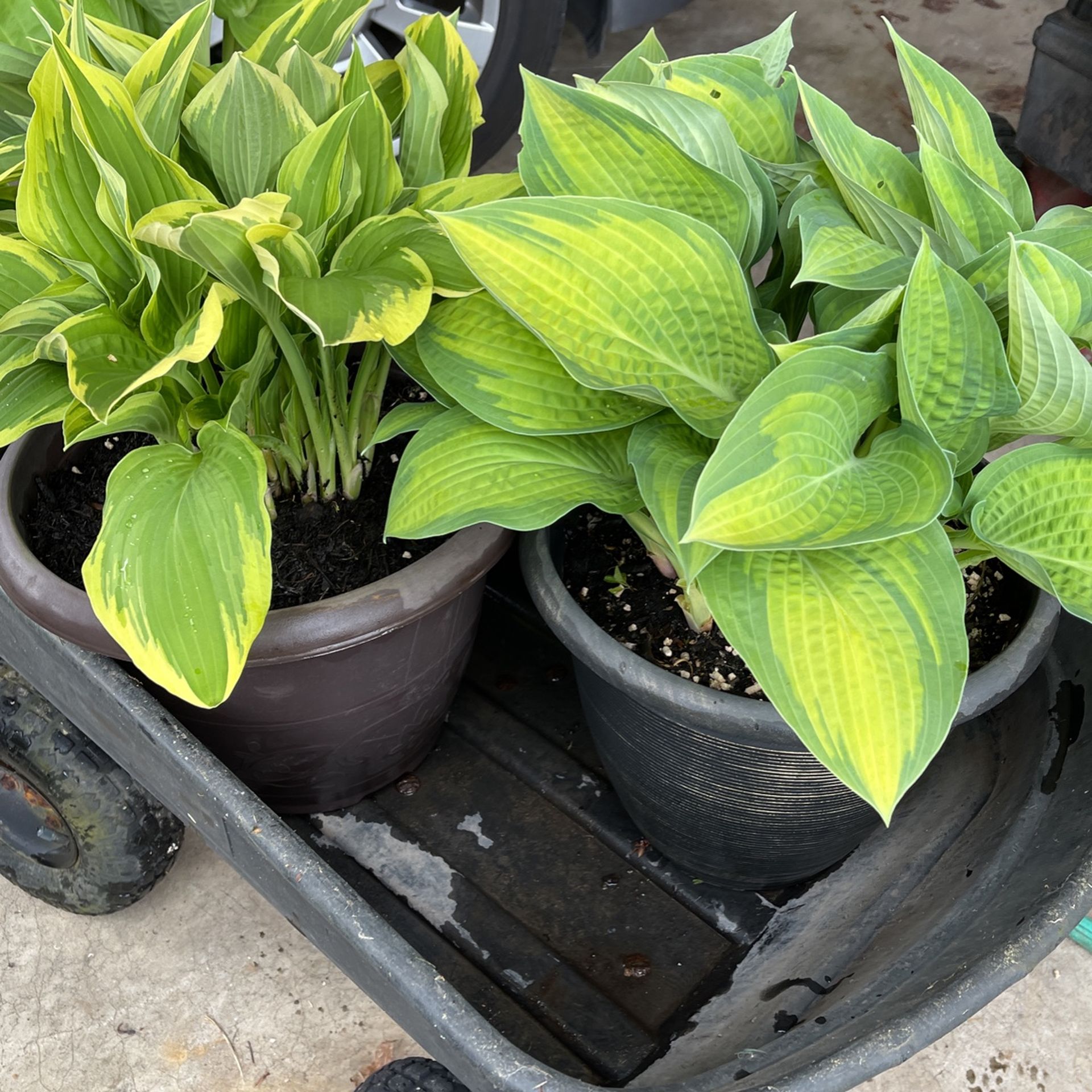 Hosta Plants