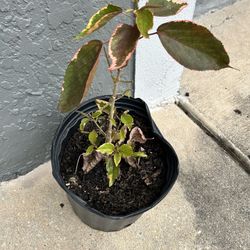 Acalypha Wilkesiana/Copperleaf Plant