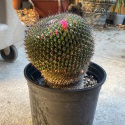 Cactus Potted Plant Home Decor Feng Shui