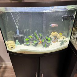 curved glass aquariums with stand 36 Gallon