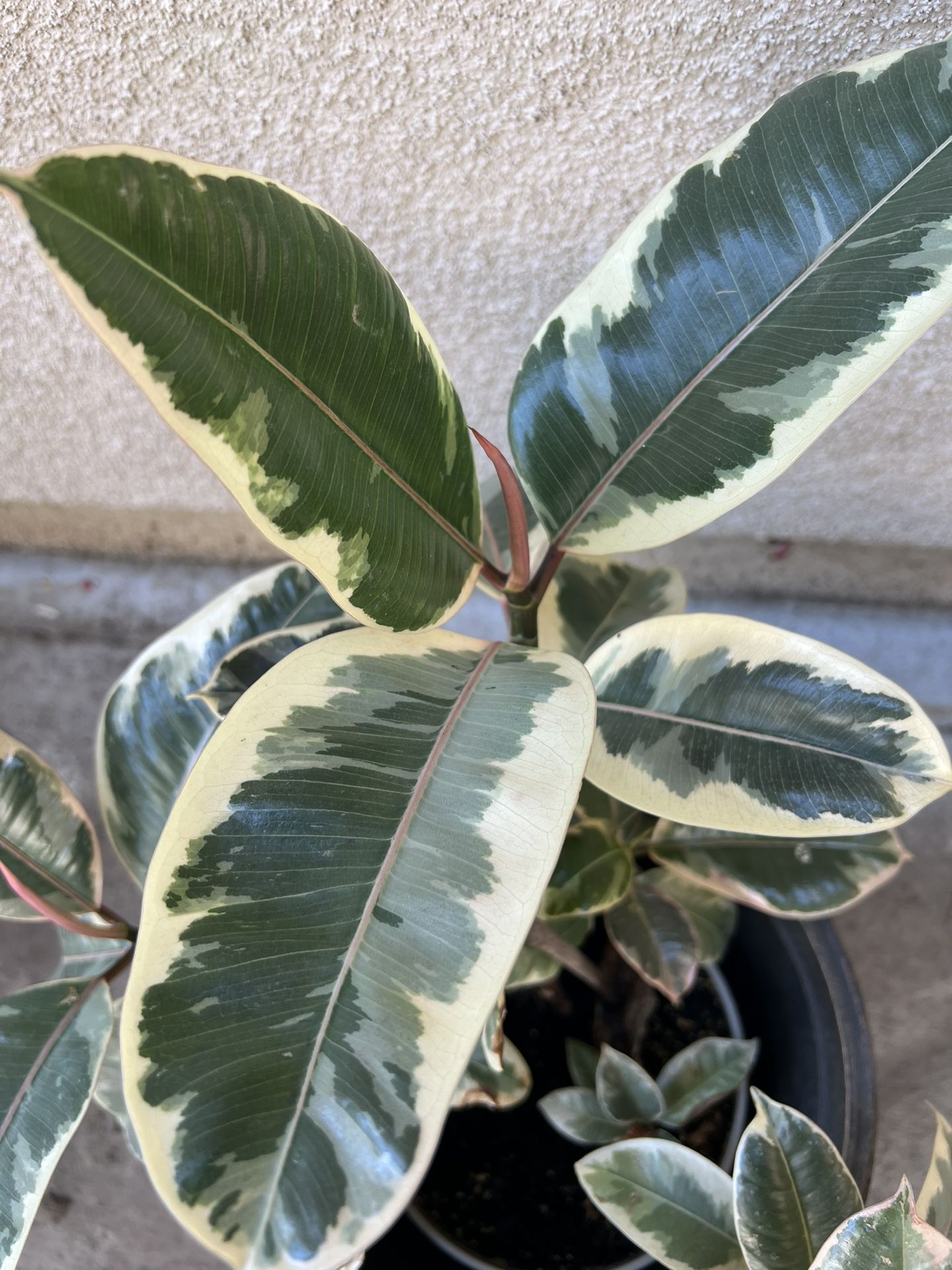 Ficus Elastica Plant In A 2 Gallon Pot