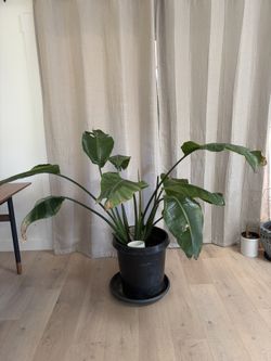 Bird Of Paradise