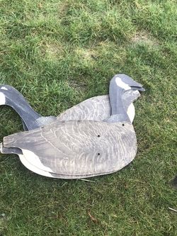 Geese Decoys