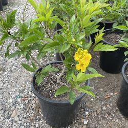Yellow Bells