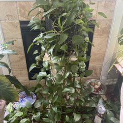 Big Green Plants . Pot  H. 14”