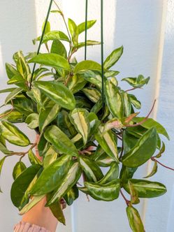 Hoya Carnosa Variegated Krimson Princess Plant 6" Pot - Indoor House Plants