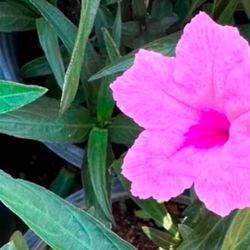 Pink And Purple Mexican Ruelias Un One Gallón $10 Each 