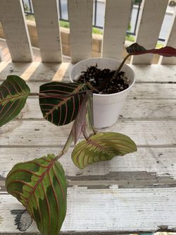 Prayer Plant - 4” pot - Marantha