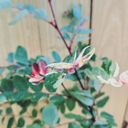 2pcs LIVE PLANT Breynia nivosa Hawaiian Snowbush Foliage Flower Sweetpea Bush