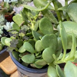 Trailing Jade Succulent Plant