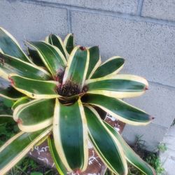 HUGE Rubi Varigated Broomfield Easy Care