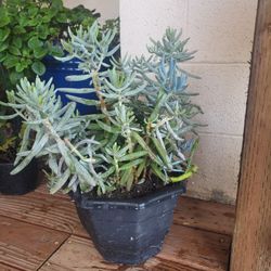 Blue Chalkstick Plant 