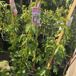 Fruit Trees
