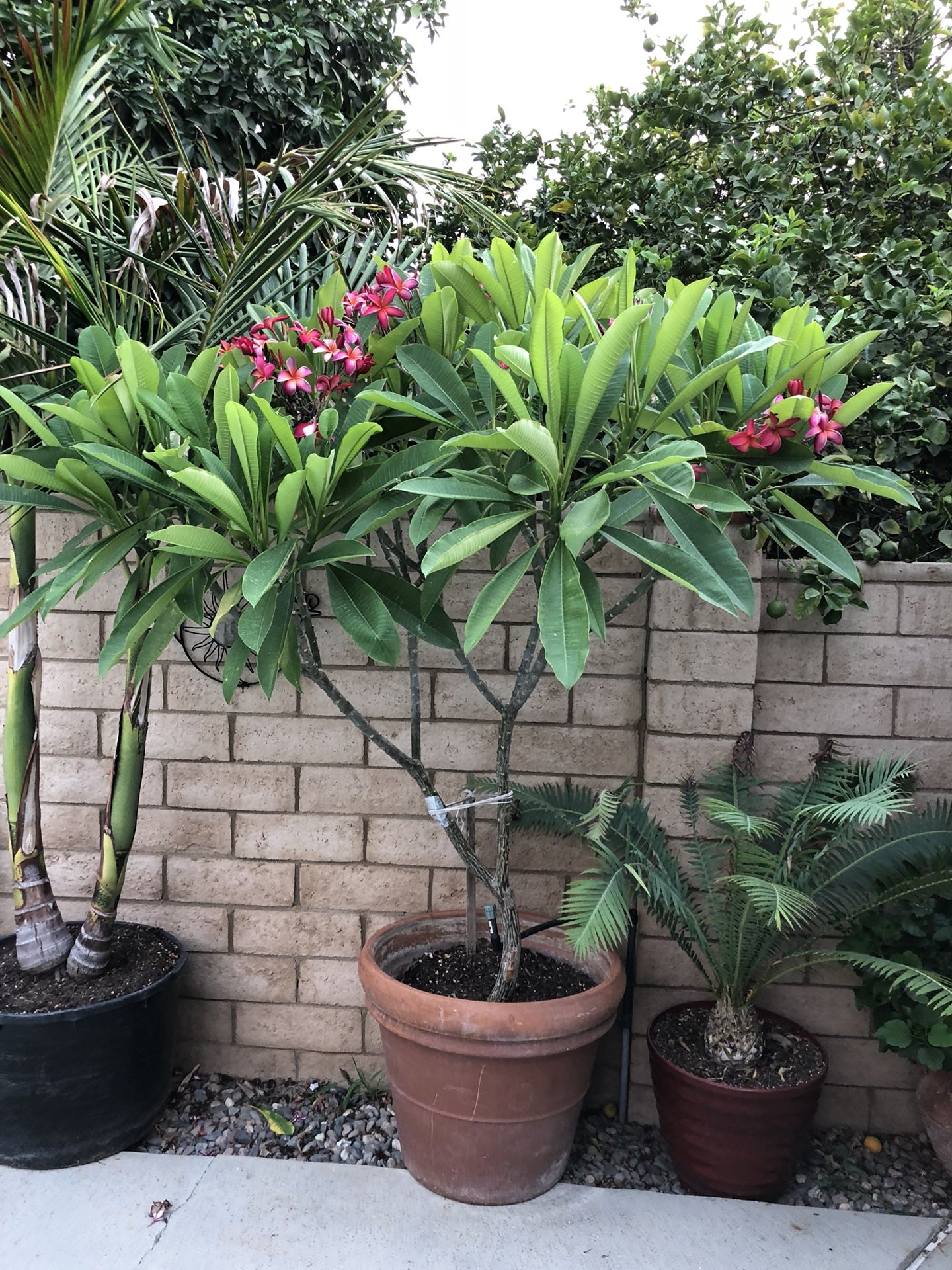 Kaneohe sunburst plumeria