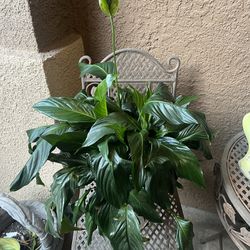 Large Peace Lily Live Plant In Ceramic Pot