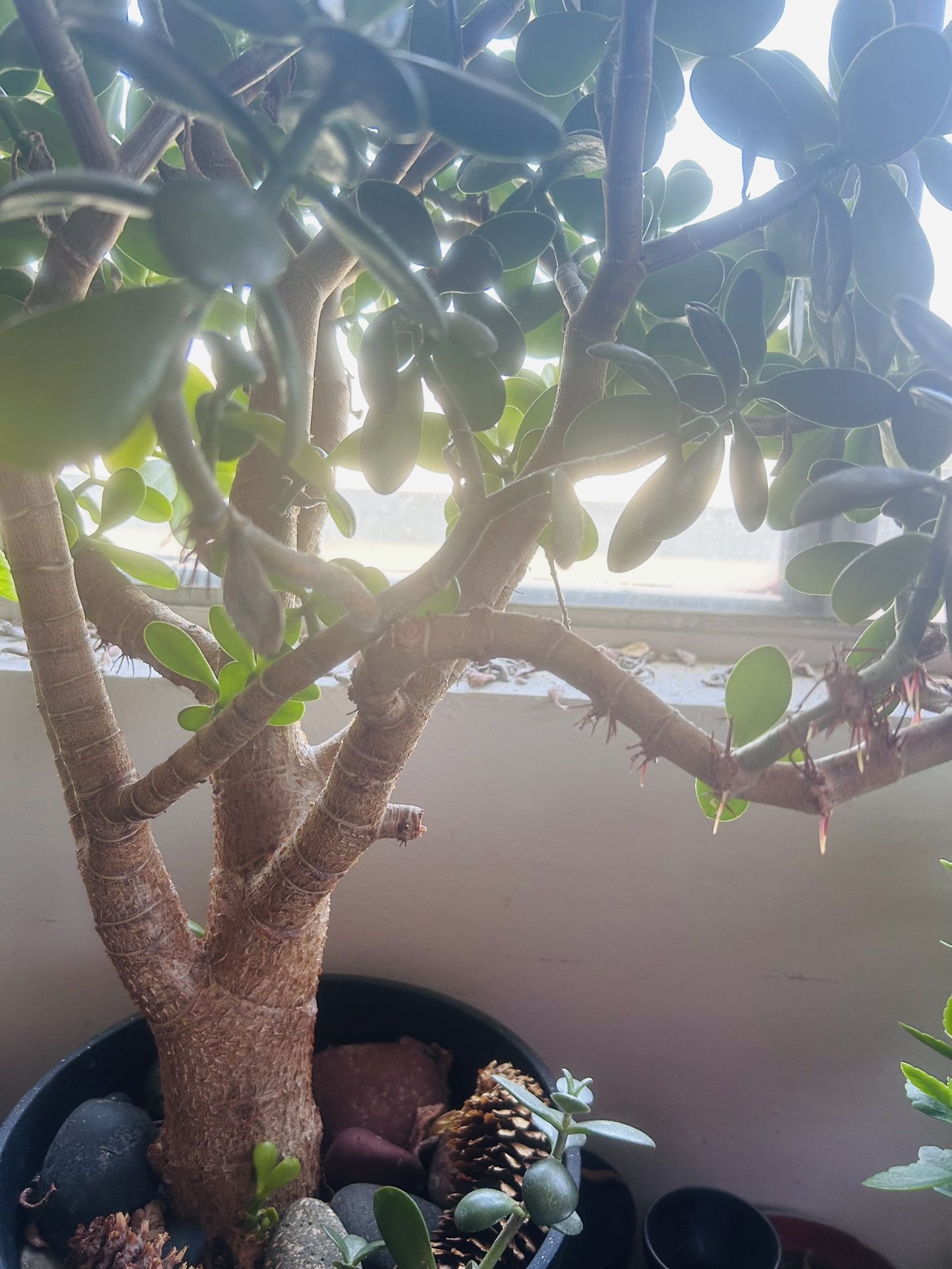 Bonsai Jade Plant (>8 Years Old), With Ceramic Pot
