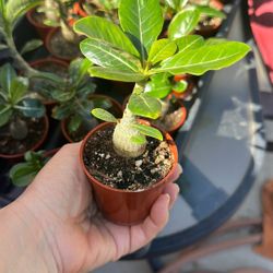 Desert Rose ( Rosas Del Desierto) Succulents 
