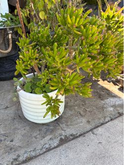 BEAUTIFUL SUCCULENT PLANT AND BEAUTIFUL PLANTER WHITE COLOR HEAVY