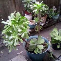 Succulent Plant 🪴 