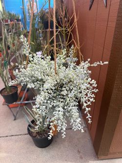 Cotyledon Pendens  CLIFFHANGER Succulent Plant