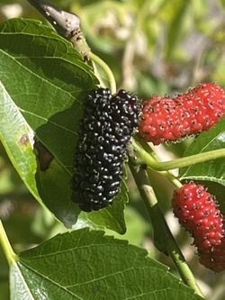 Mulberry Trees