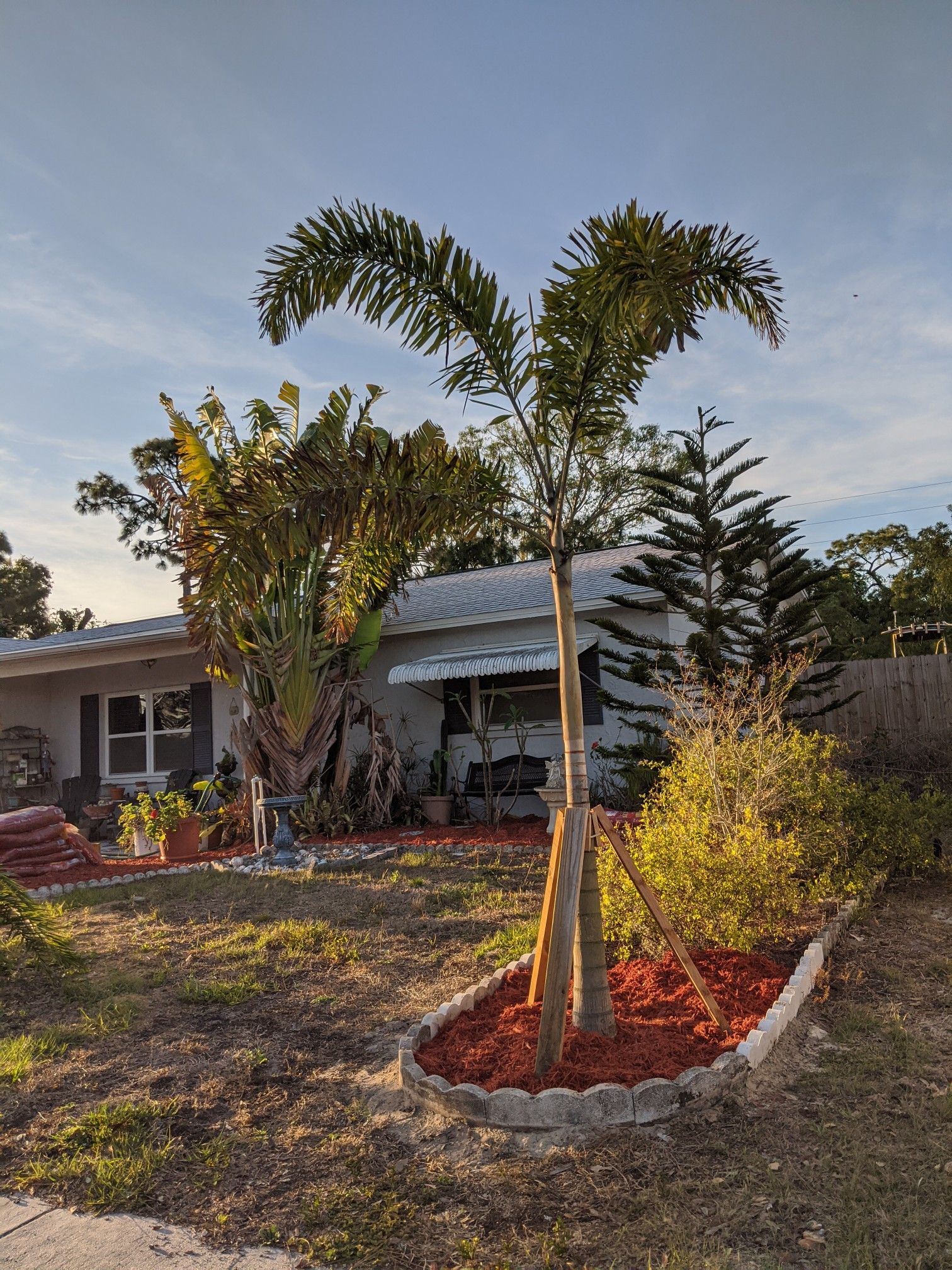 10 to 12 foot high foxtail palms!