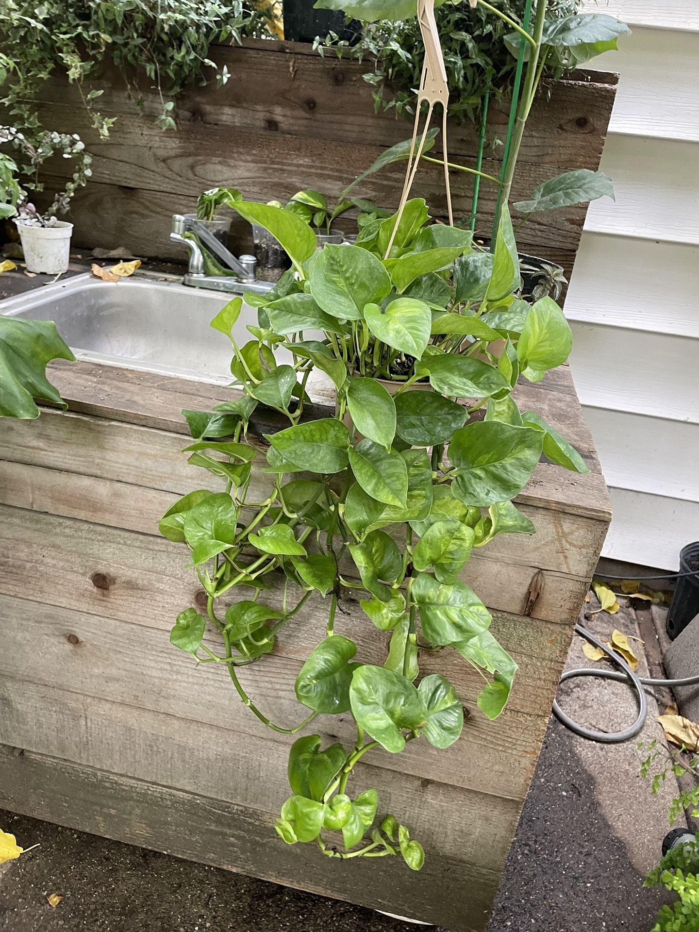 See description***6” pot full/lush/trailing global green pothos, 95820 (exact plant)